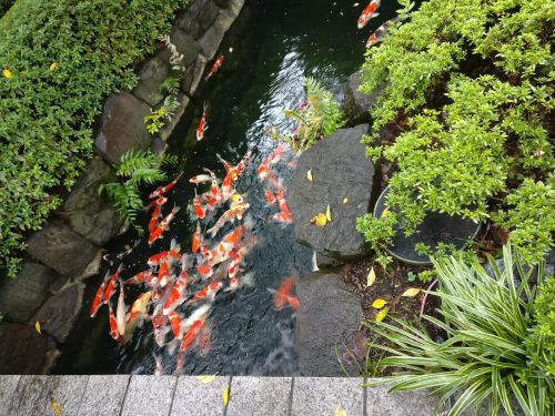 Man findet häufig farbenfrohe Koi-Karpfen